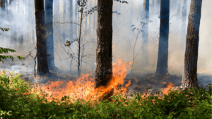 Prévention des feux de forêt en location saisonnière : obligations des propriétaires de meublé de tourisme face au risque de feu de forêt
