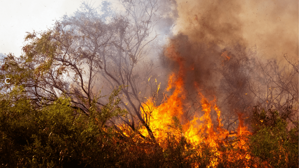 Prévention des feux de forêt en location saisonnière : obligations des propriétaires de meublé de tourisme face au risque de feu de forêt
