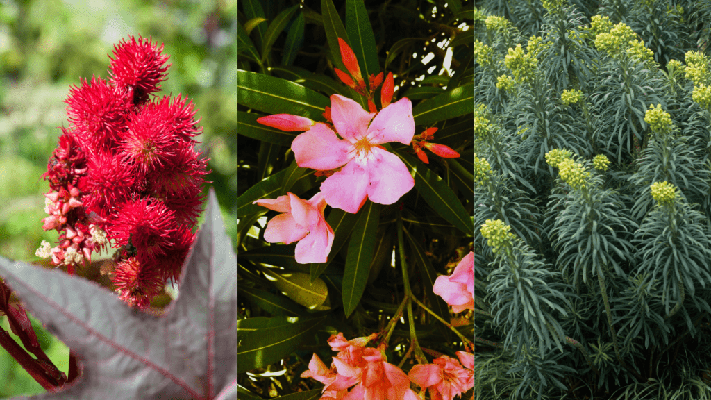 Plantes toxiques et jardins